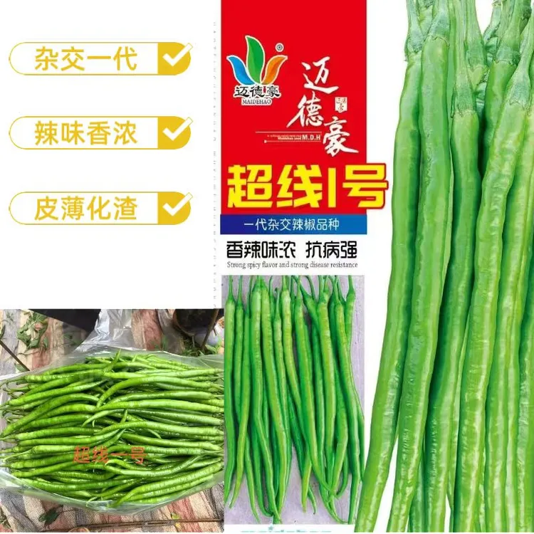 辣椒种子  超线一号线椒种籽杂交早熟抗病分枝多青果亮绿皮薄味香