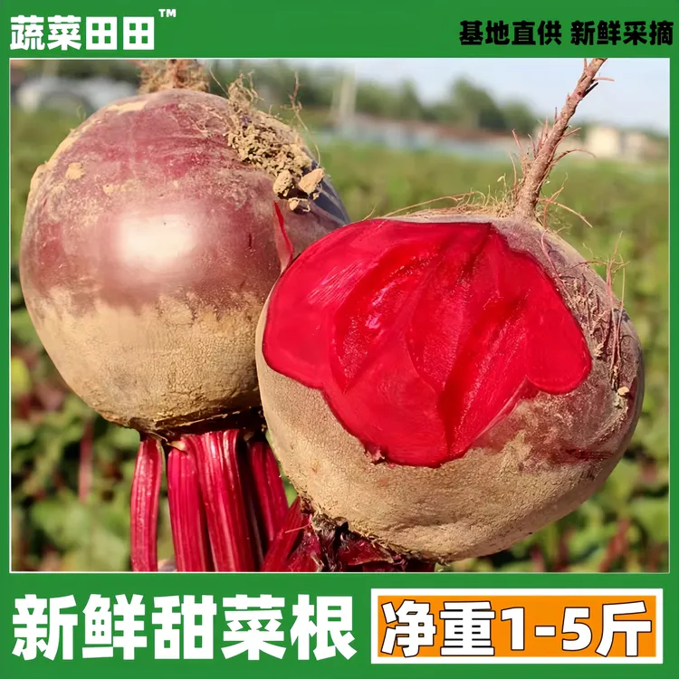 2025年新鲜现挖甜菜根1-5斤蔬菜打汁根红甜菜头当季农家自种