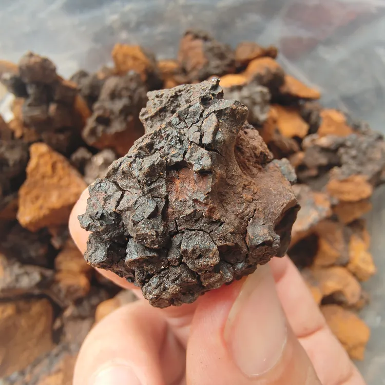 手工精选中俄边境桦树茸黑皮块桦褐孔菌黑精煮水泡水天然