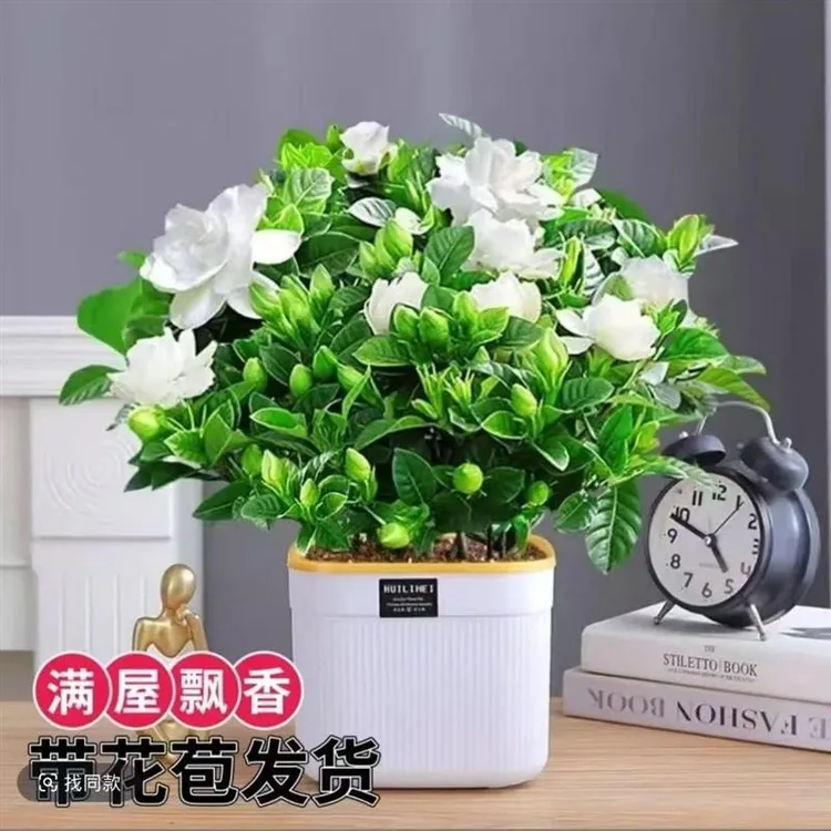 浓香型大盆牡丹栀子花四季花卉花苞绿植室内盆栽净化空气植物开花