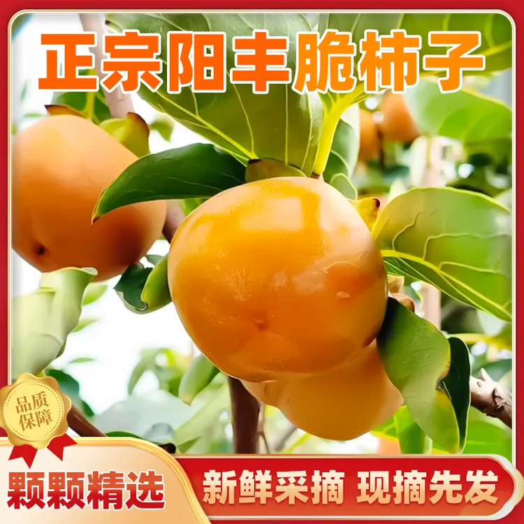 山西巧克力脆甜柿子新鲜现摘脆甜多汁不涩无籽应季水果