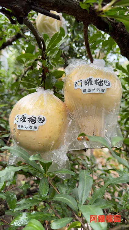 【阿耀榴园】怀远石榴 白花玉石籽石榴 礼盒装9个石榴 江浙沪皖包邮