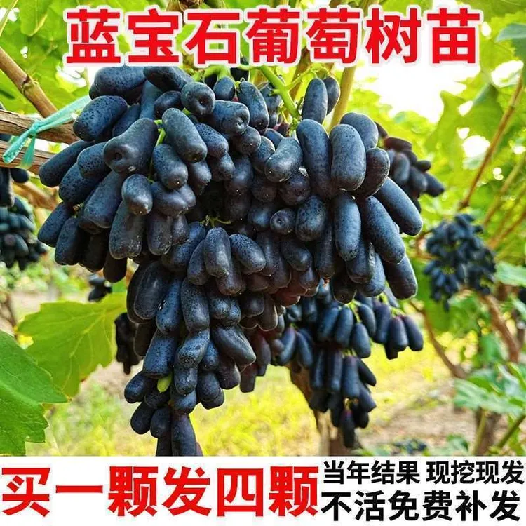 正宗蓝宝石葡萄果树苗南北方种植耐寒无籽嫁接葡萄爬藤当年结果苗