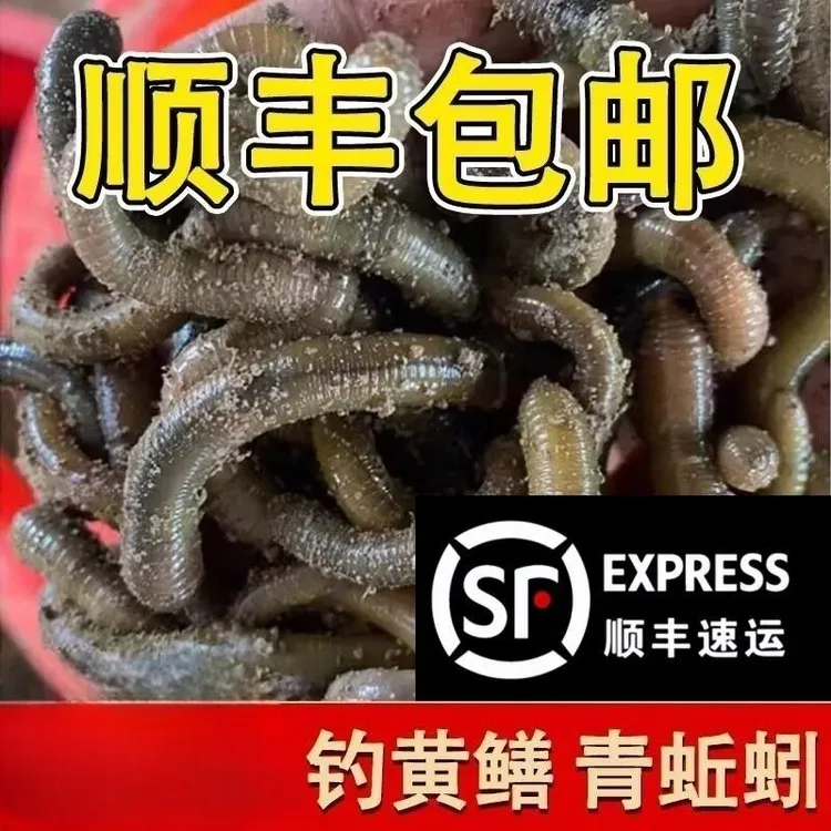 鲜活黑坑垂钓黄鳝鱼食鱼饲料野钓青蚯蚓鲜活黑蚯蚓臭蚯蚓喂蛇顺丰