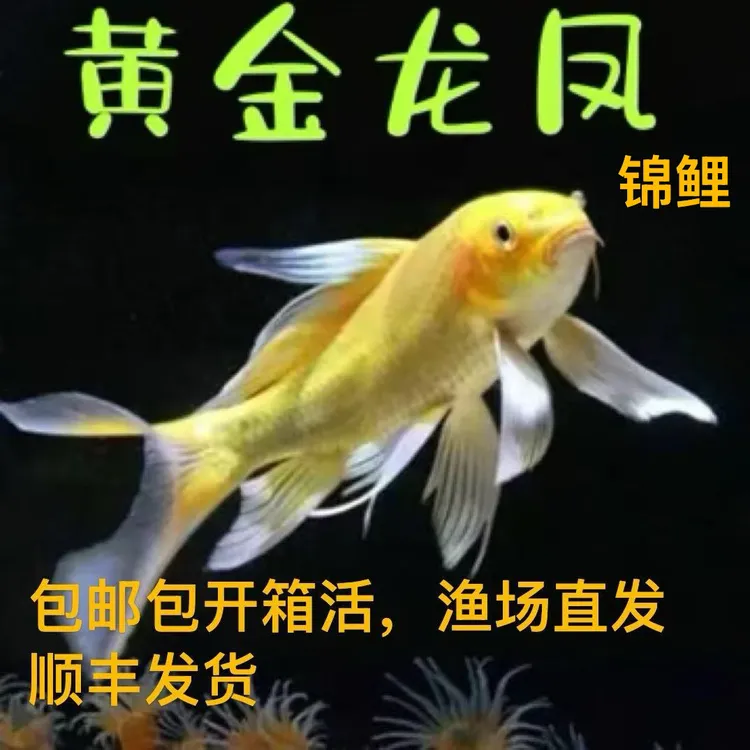 观赏鱼锦鲤10-20厘米黄金锦鲤好养耐活冷水鱼【超萌好物】顺丰发货