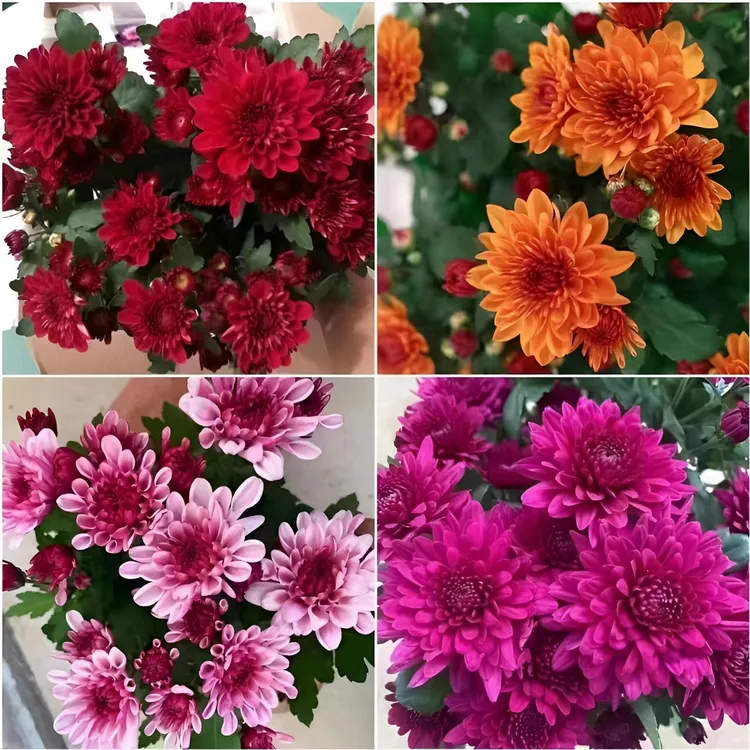 重瓣荷兰菊带苞盆栽大苗菊花苗室内阳台耐寒花卉四季开花种植基地