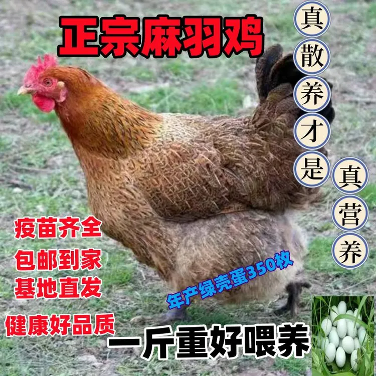 宠物鸡麻羽下绿壳蛋400g包邮