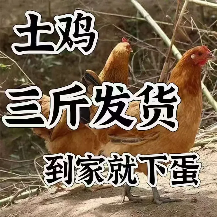 深山散养正宗老母鸡新鲜现杀带内脏