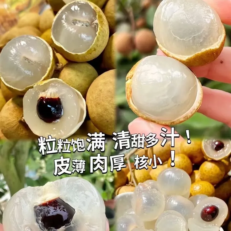泸州当季新鲜桂圆现摘现发清甜多汁肉厚饱满