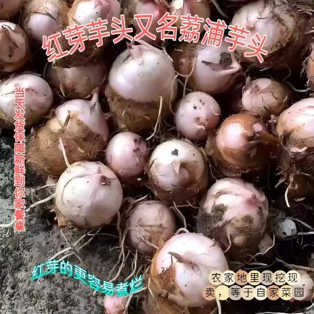 江西铅山新鲜红芽芋新鲜软糯红芽芋艿口感粉糯农家自种小毛芋头
