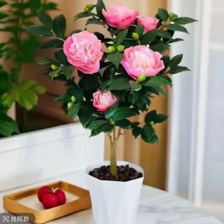 带花苞四季浓香型香妃茶花盆栽室内外好养耐寒耐热绿植