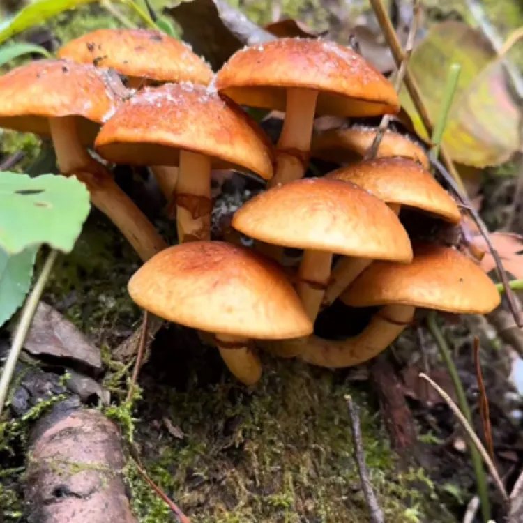 大巴山桐子菌（干货）