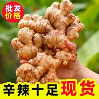 正宗云南小黄姜新鲜现挖香辣十足可做月子姜产地直发