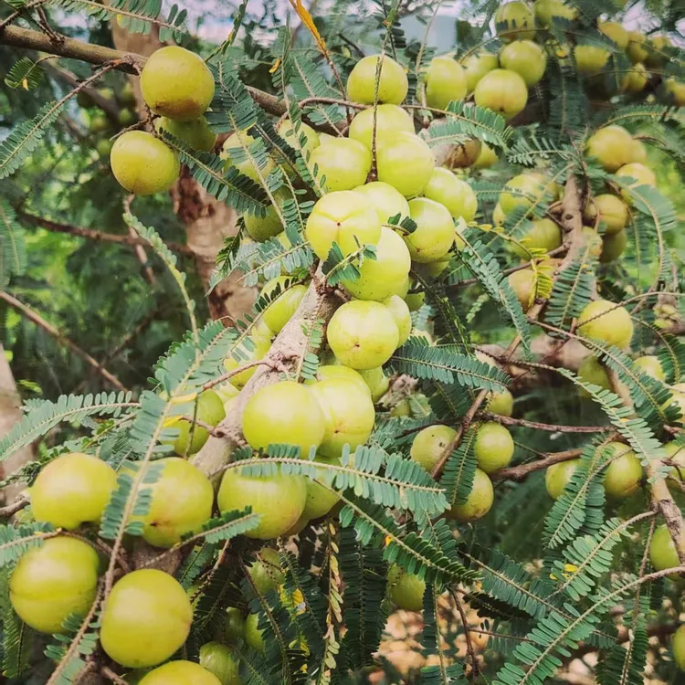 云南高山种植，甜脆橄榄。买橄榄送一袋蘸水辣。