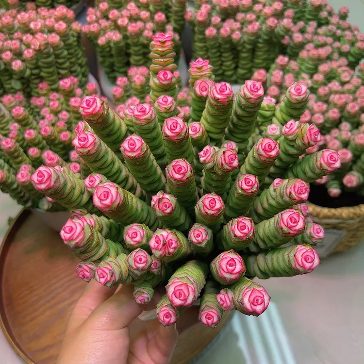 钱串锦（30头起发） 好看好养多肉植物办公室居家绿植盆栽带盆带土