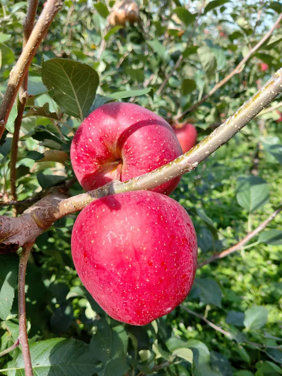 昭通冰糖心丑苹果