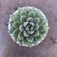 2王小二多肉象牙全店多肉任意拍满2单发货 拍满5单送一包吡虫啉