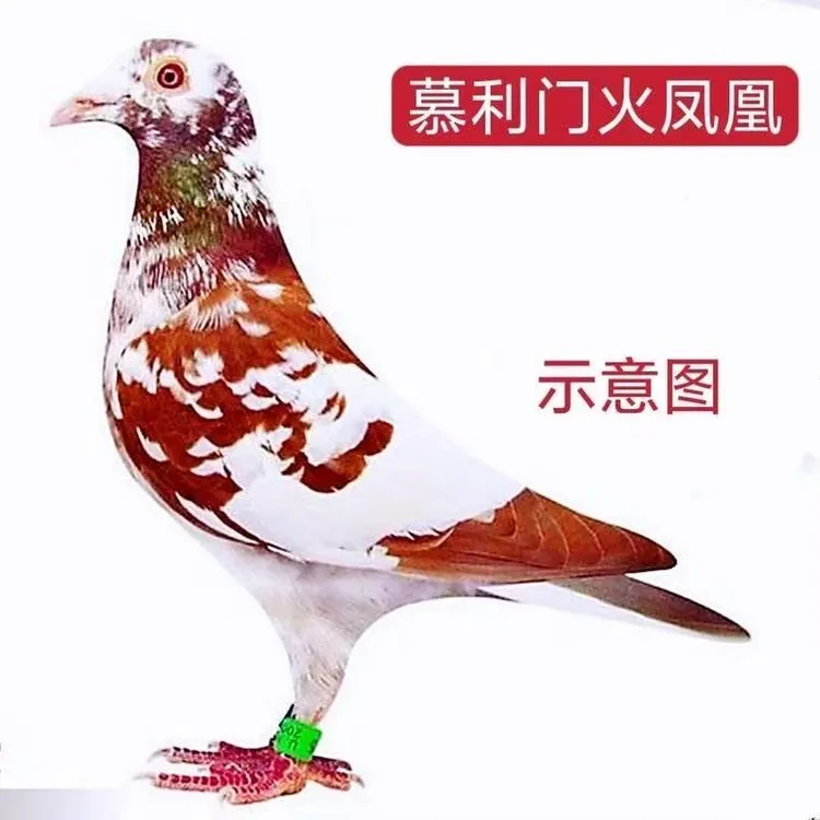 火凤凰穆利门信鸽赛鸽血统鸽子活体公母一对种鸽幼鸽活物观赏鸽子