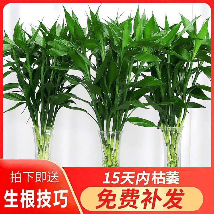 富贵竹水培70-80公分 室内花客厅招财水养绿萝转运竹节节高