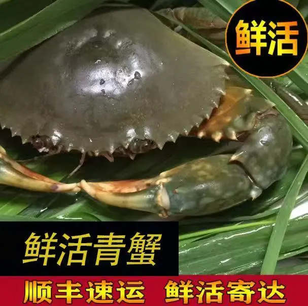 【新店福利】缅甸青蟹海捕超大青膏蟹200克以上包肥大