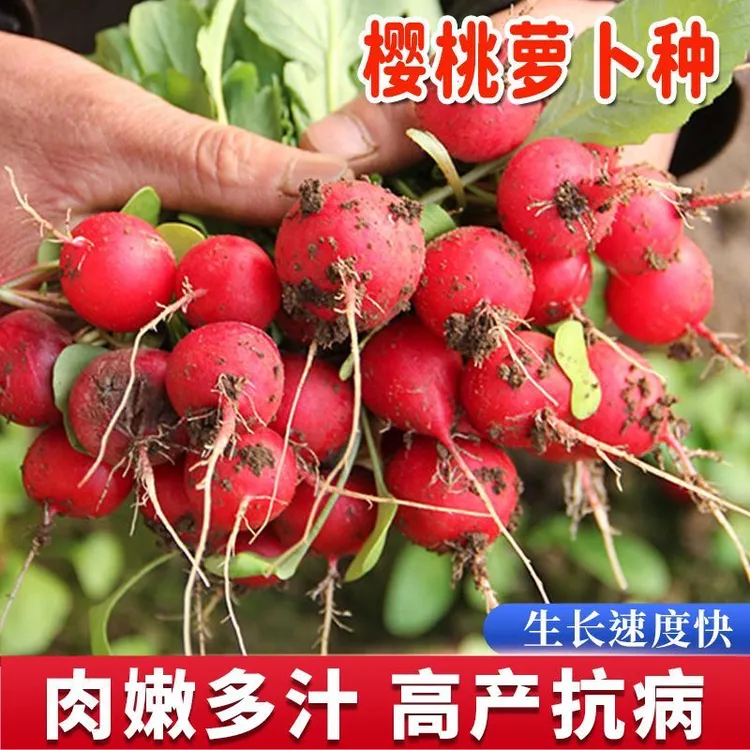 【樱桃萝卜种子】薄皮小红樱桃萝卜白肉脆花园阳台盆栽四季蔬菜种子商品图