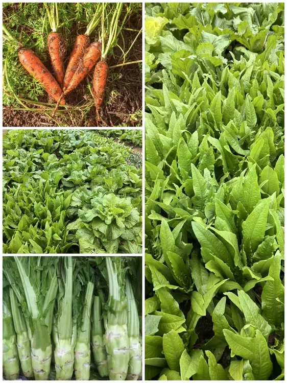 【汝儿代卖】农家手工坛子菜