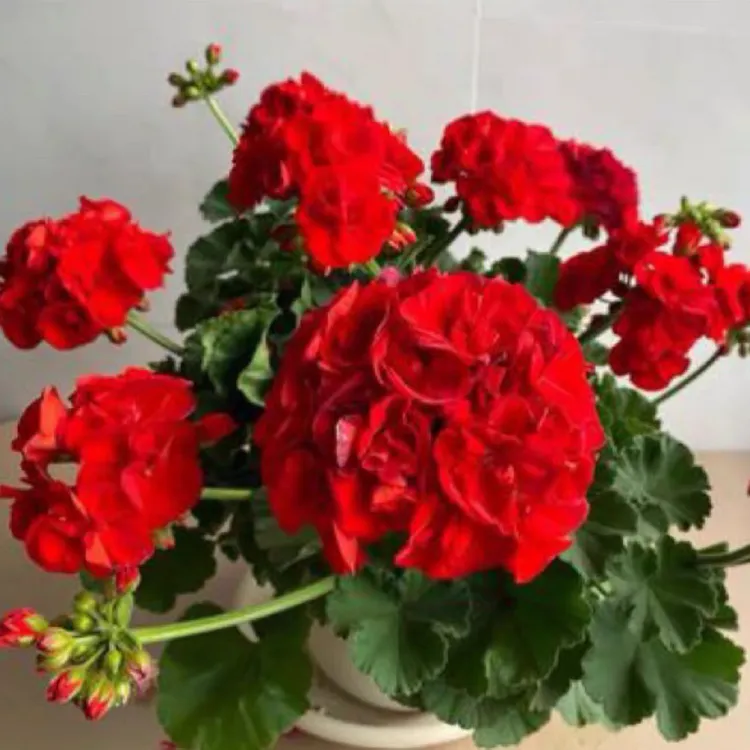 重瓣天竺葵进口种子混色10粒ئىمپورت قوغۇن گۈل جۇخۇار گۇلسمان 