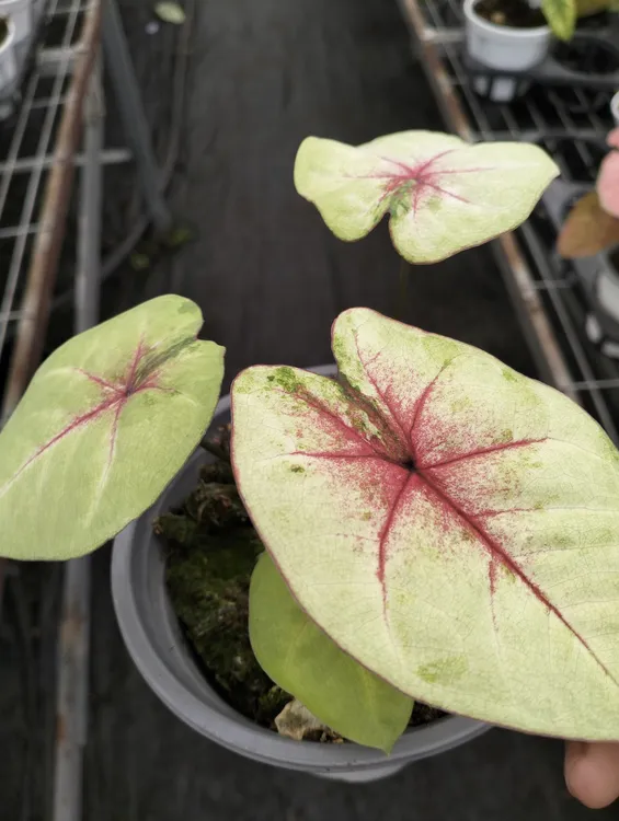 桃心皇后火凤凰苹果花黑蝶四盆组合室内阳台盆栽好养花卉