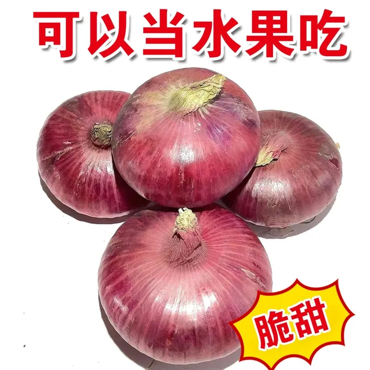 2025年山东新鲜水果扁洋葱紫红皮肉厚多汁可生吃净重5斤装