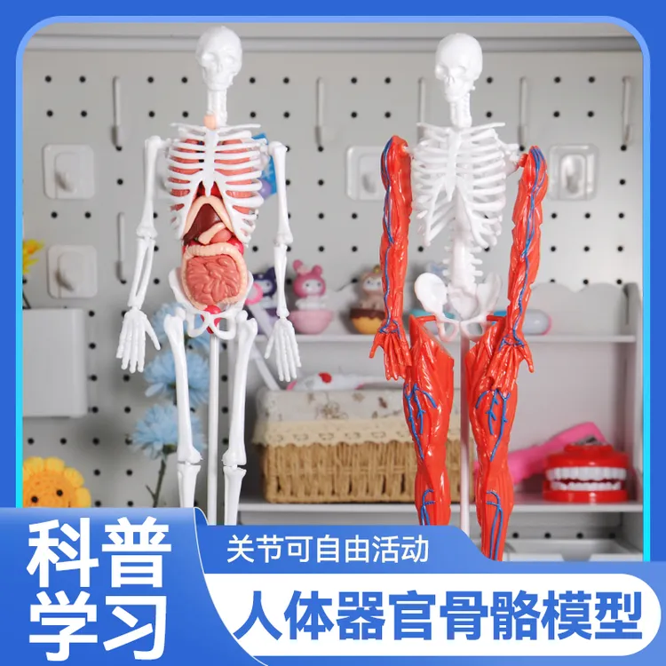 人体骨骼模型可活动骨架骷髅医学解剖骨头3d结构教学小型科普玩具