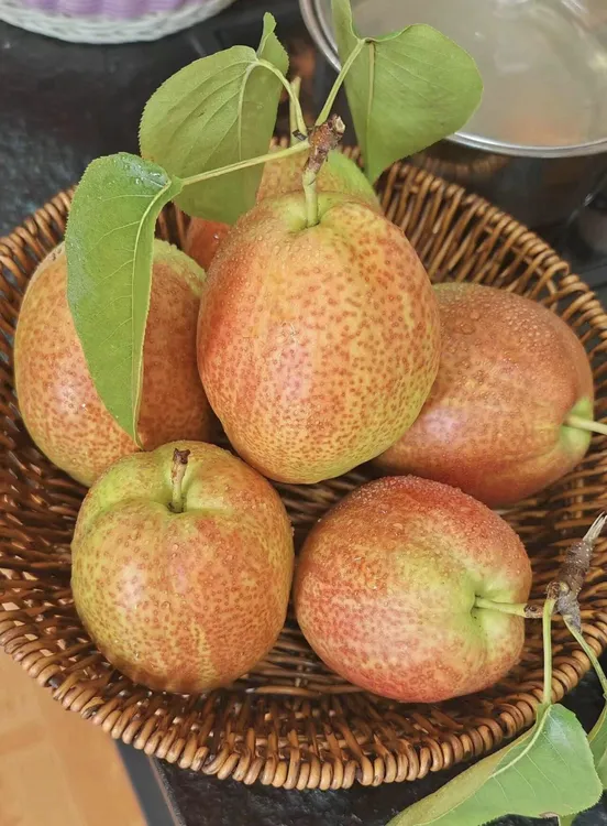 （现摘现发）正宗7号媚梨新香梨香甜皮薄口感脆甜多汁坏果包赔