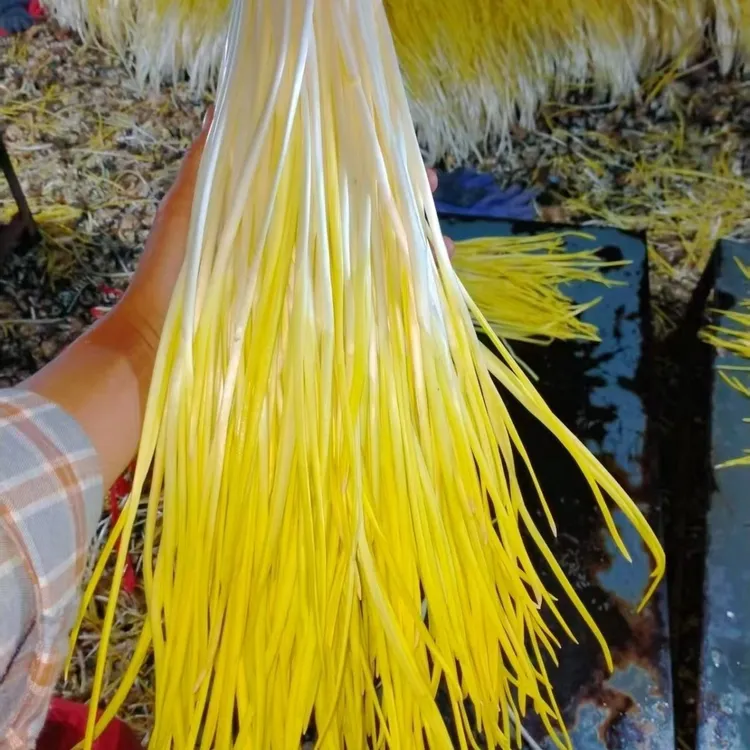 山东现发农家蒜黄大蒜幼苗蒜黄新鲜包邮蔬菜新鲜当季