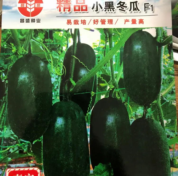 【早熟小黑瓜种子】四季种植盆栽地栽阳台小院种植