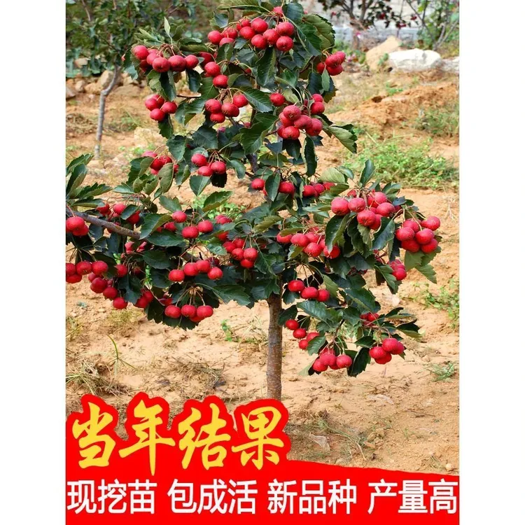 山楂树活苗无籽甜大山楂树苗当年结果盆栽地栽嫁接山楂树果苗带土