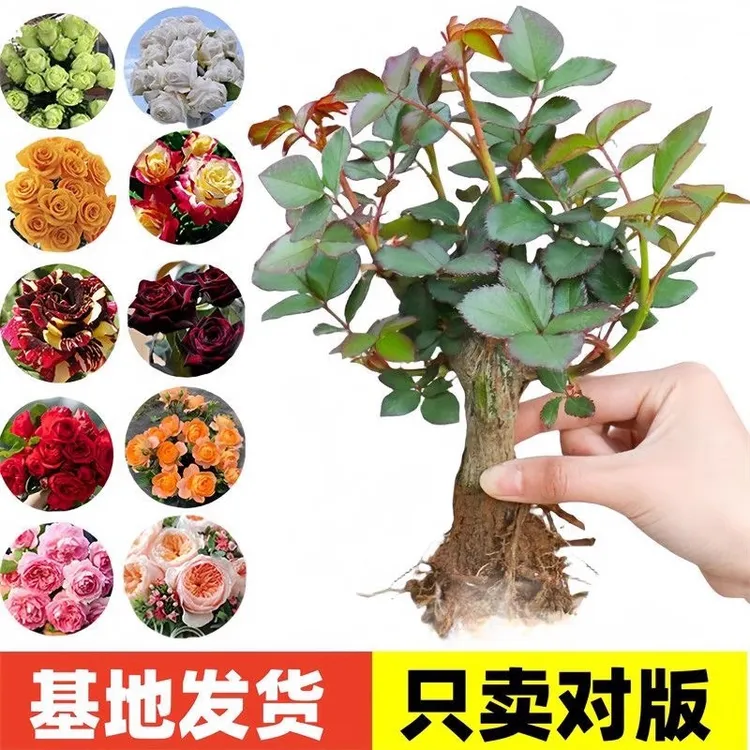 玫瑰老桩花苗大花浓香花卉盆栽美观耐热耐寒玫瑰老根四季花卉绿植