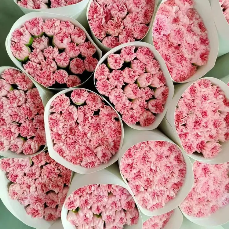 康乃馨家庭插花水培家养办公室家庭用花送重瓣母亲亲人老师混色