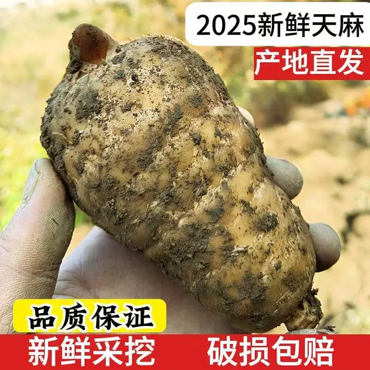 高山仿野生神农山脉新鲜种植天麻现挖现卖正宗食用天麻