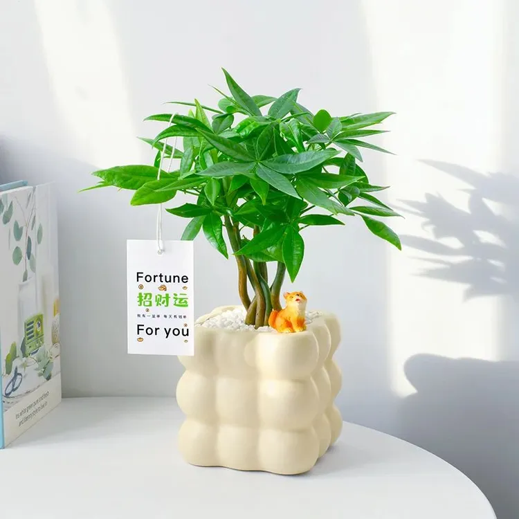 招财树办公室植物室内发财树盆景净化空气盆栽客厅绿植桌面年宵花