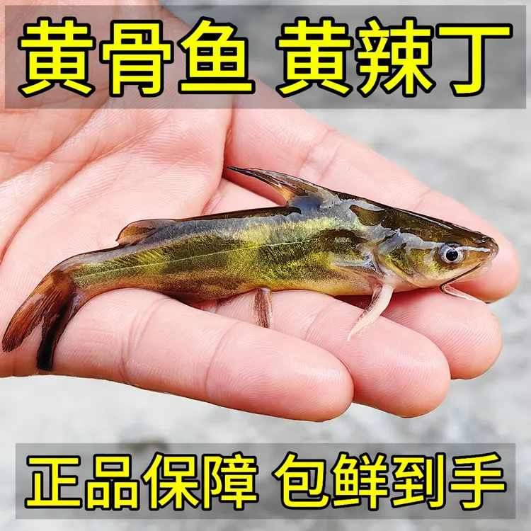 精选幼体黄辣丁养殖食用黄骨鱼黄颡鱼黄刺鱼黄鸭叫三角峰观赏猛鱼