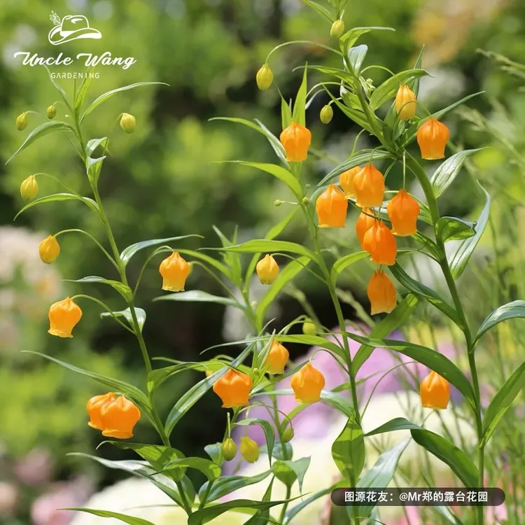 种花王大爷 宫灯百合 进口种球室内开花阳台多年生球根花卉植物