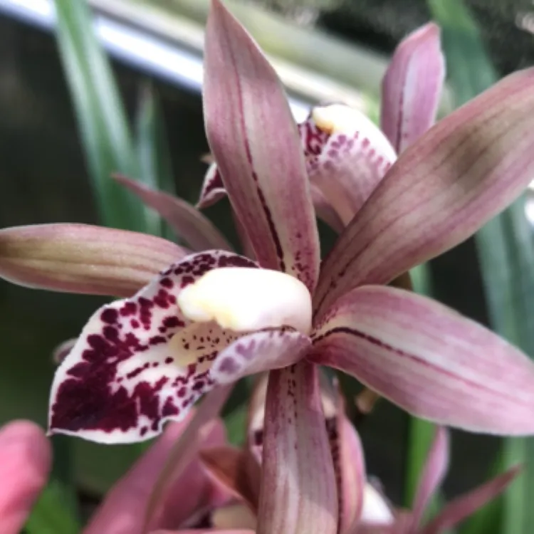 带花苞美人红兰花盆栽室内好养活花卉植物