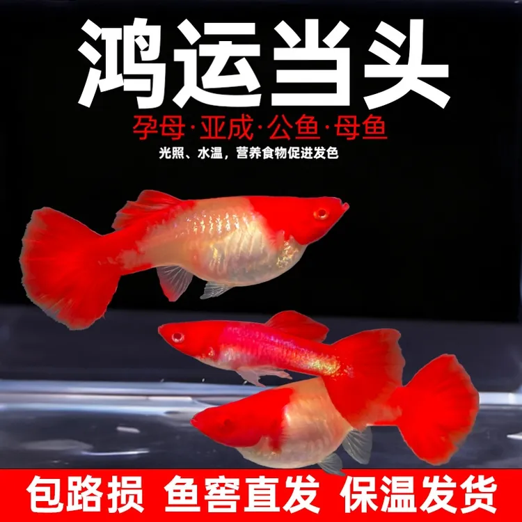 鸿运当头孔雀鱼精品临产大孕母小型淡水观赏鱼好养易活纯种宠物鱼