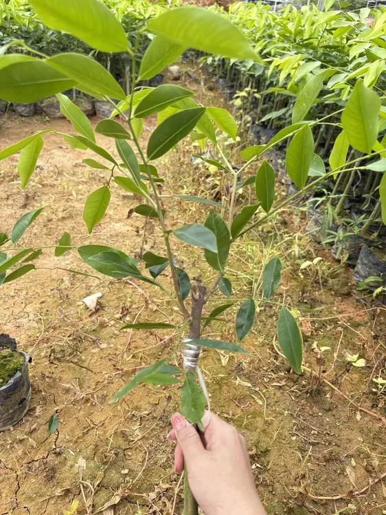 奇楠猴面包树一代（红旗）试种妈咪果2颗10颗