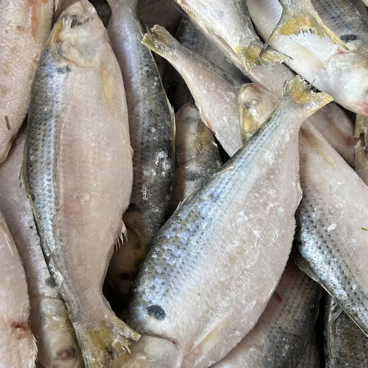羊口渤海湾野生鲜冻老鲫鱼 一斤5-6条 鲜度很好有冰衣 介意的慎拍