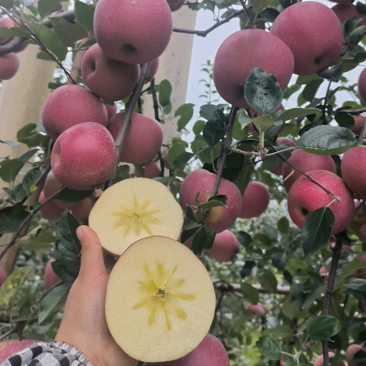 昭通糖心丑苹果甜脆多汁孕妇老人小孩都喜欢吃