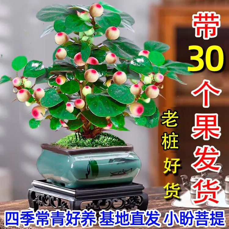  特级小盼菩提树老桩超多果中式办公室佛堂植物室内绿植年宵花