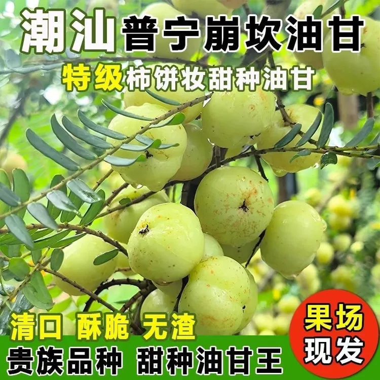 潮汕甜种油甘 大果柿饼形甜油甘 蹦坎高山现场采摘入口回甘回甜