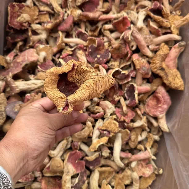 25年新的河南野生红菇中挑出的次红菇，干货煲汤煮面食用精品