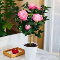 送盆【带花苞】香味好养易活的香妃茶花盆栽四季可养于室内阳台
