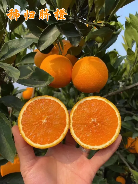 正宗秭归脐橙九月红脐橙新鲜现摘当季水果爆汁橙果冻橙